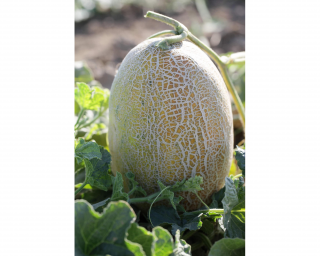 Дыня Алтын F1,