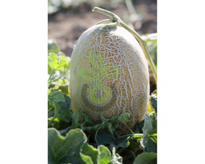 Дыня Алтын F1,