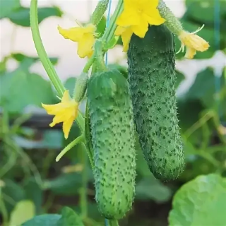 Огурец Мимино F1,
