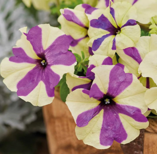 (п.ф.) Петуния Шейк Грейпберри,