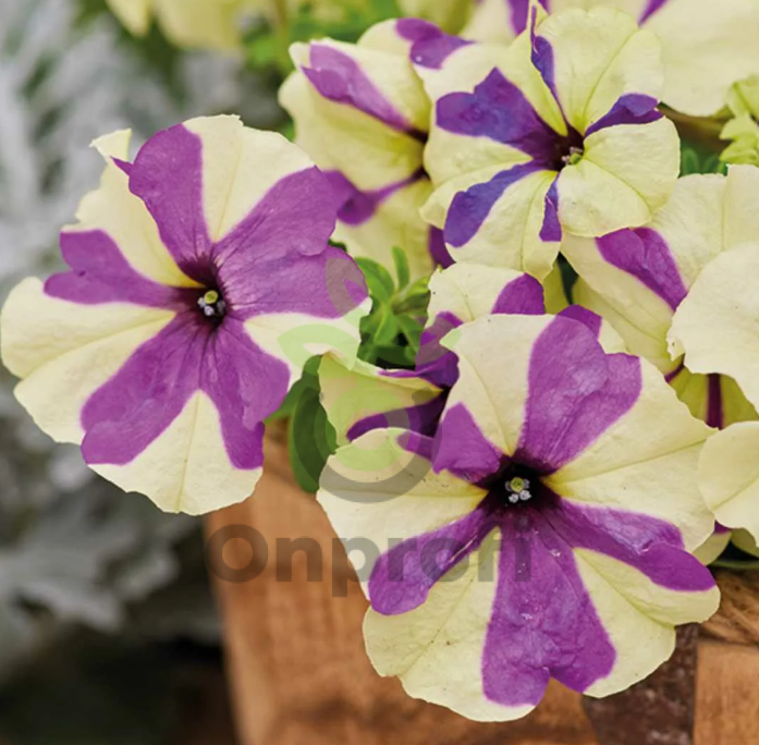 (п.ф.) Петуния Шейк Грейпберри,