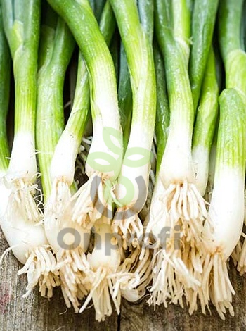 Лук батун Русский зимний, 0,5гр (фасовка)