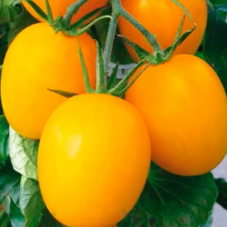 Томат Де Барао желтый, 0,5гр (фасовка)