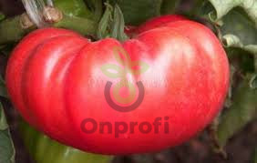 Томат Японский Краб, 0,5гр (фасовка)