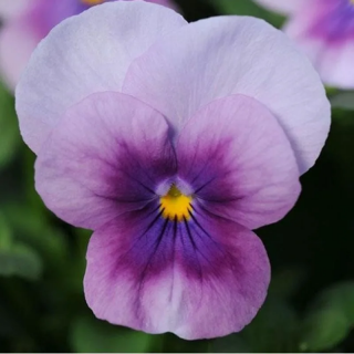 (п.ф.) Виола Сорбет Пинк Хало F1, 1000шт (№4-13)