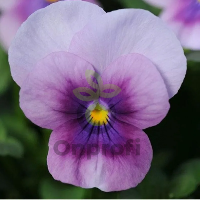 (п.ф.) Виола Сорбет Пинк Хало F1, 1000шт (№4-13)