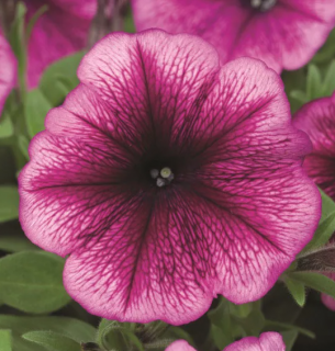 (п.ф.) Петуния Карпет Плам F1,1000 шт (№9-5-2)