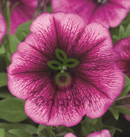 (п.ф.) Петуния Карпет Плам F1,1000 шт (№9-5-2)