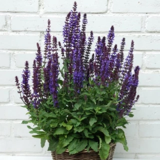 (п.ф.) Сальвия Нью Дименшен Блю,