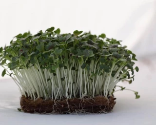 Микрозелень Мицуна красная Сангрия, 20гр