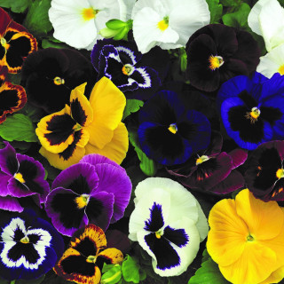 (п.ф.) Виола Виттрока Маммут Маскарад Микс F1, 1000 шт (№4-202)