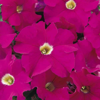 (п.ф.) Петуния Дримс Неон Роуз, 1000 шт (№9-4-209)