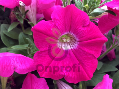 (п.ф.) Петуния Дримс Неон Роуз, 1000 шт (№9-4-209)