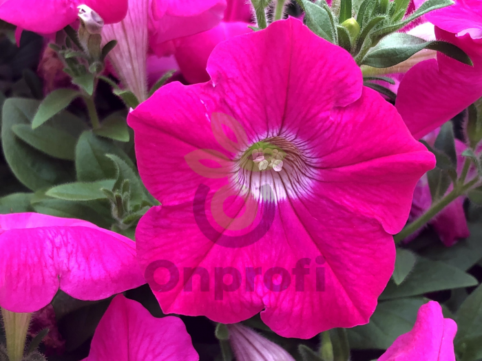 (п.ф.) Петуния Дримс Неон Роуз, 1000 шт (№9-4-209)