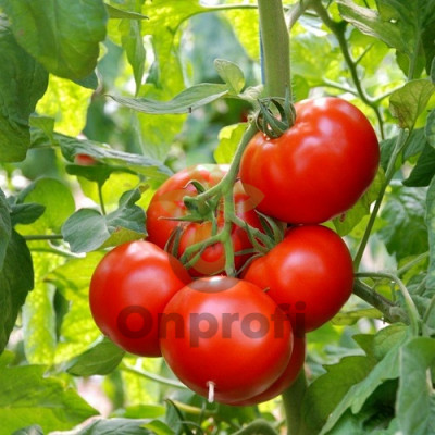 Томат Ангел F1,