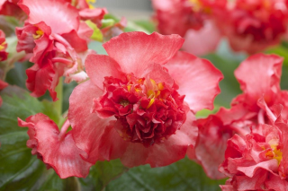 (п.ф.) Бегония Фиона Ред,