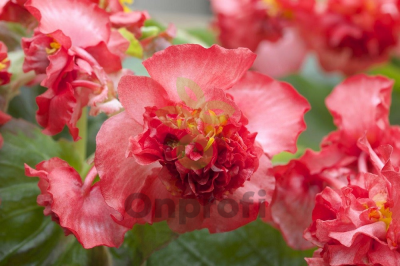 (п.ф.) Бегония Фиона Ред,