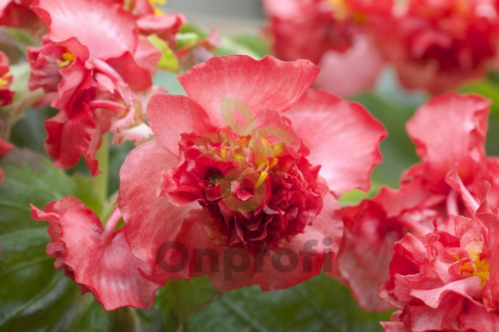 (п.ф.) Бегония Фиона Ред,