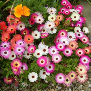 (м.ф.) Мезембриантемум хрустальный Лимпопо 0,05г