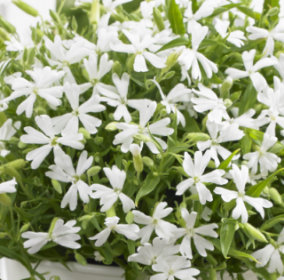 (п.ф.) Смолевка Силки Вайт,