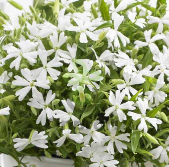 (п.ф.) Смолевка Силки Вайт, 100 шт (№6-804)