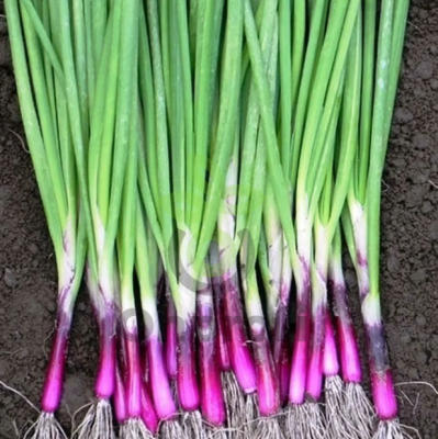 Лук на перо Стрелы Амура, 0,5гр (фасовка)