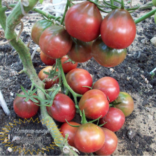 Томат Японский Трюфель черный, 0,5гр (фасовка)