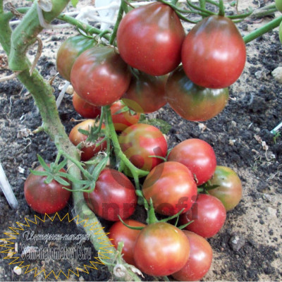 Томат Японский Трюфель черный, 0,5гр (фасовка)