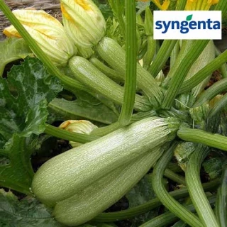 Кабачок Отто F1, 500шт