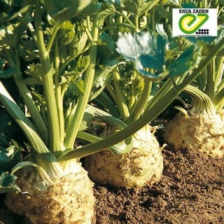 Сельдерей корневой Ибис EZ, 2500шт