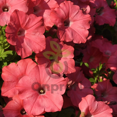(п.ф.) Петуния Шок Вейв Коралл Краш F1, 100 драже (№9-1-38)