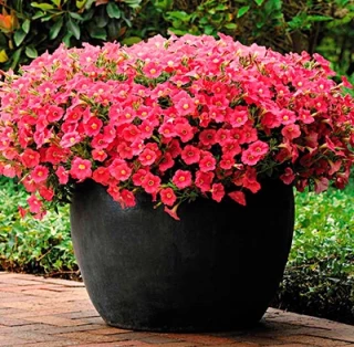 (п.ф.) Петуния Шок Вейв Коралл Краш F1, 100 драже (№9-1-38)