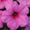 (п.ф.) Петуния Изи Вейв Пинк F1, 