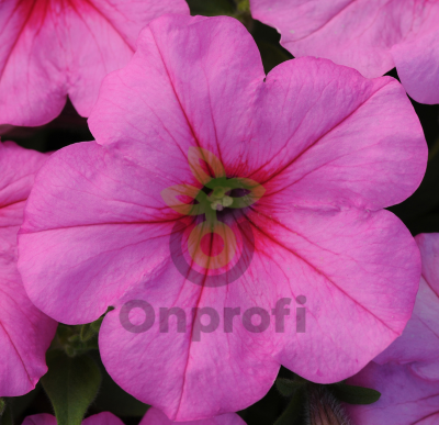 (п.ф.) Петуния Изи Вейв Пинк F1, 