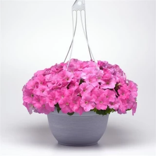 (п.ф.) Петуния Изи Вейв Пинк F1, 