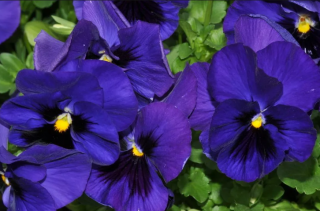 (п.ф.) Виола Виттрока Матрикс Дип Блю Блотч F1, 1000 шт (№4-85)