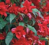 (п.ф.) Бегония Шансон Темно-красная, 100 драже (№6-538)