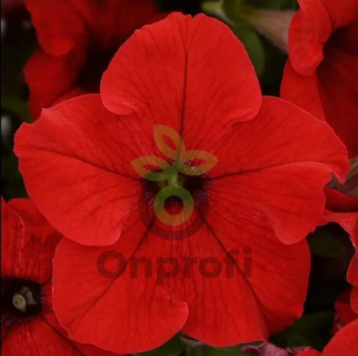 (п.ф.) Петуния Дримс Ред,