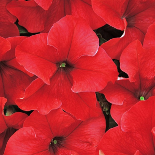 (п.ф.) Петуния Дримс Ред,