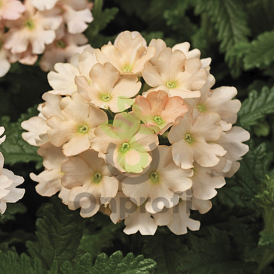 (п.ф.) Вербена Таскани Пич F1,