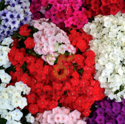 (п.ф.) Флокс Друммонди Этни Микс F1,