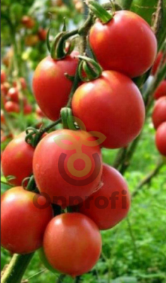 Томат Де Барао красный, 0,5гр (фасовка)