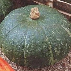 Тыква крупноплодная Амбар, 5гр (фасовка)