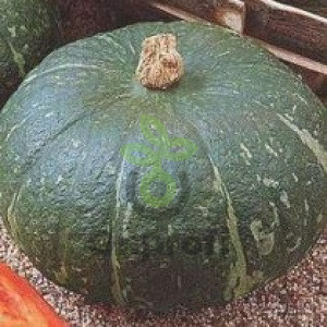 Тыква крупноплодная Амбар, 5гр (фасовка)