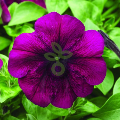 (п.ф.) Петуния Ура Вельвет, 100 шт (№9-5-42)