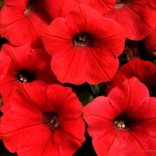 (п.ф.) Петуния Шок Вейв Ред F1, 100 драже (№9-1-47)