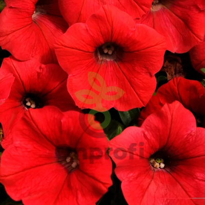 (п.ф.) Петуния Шок Вейв Ред F1, 100 драже (№9-1-47)