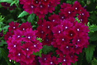 (п.ф.) Вербена Кварц Бордо, 250 шт (№6-8)