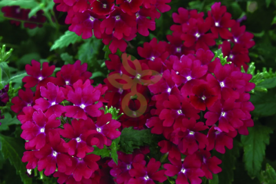 (п.ф.) Вербена Кварц Бордо, 250 шт (№6-8)