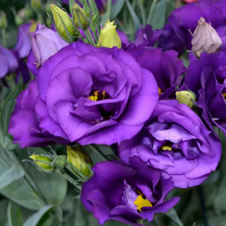 (п.ф.) Эустома Эхо Блю F1,